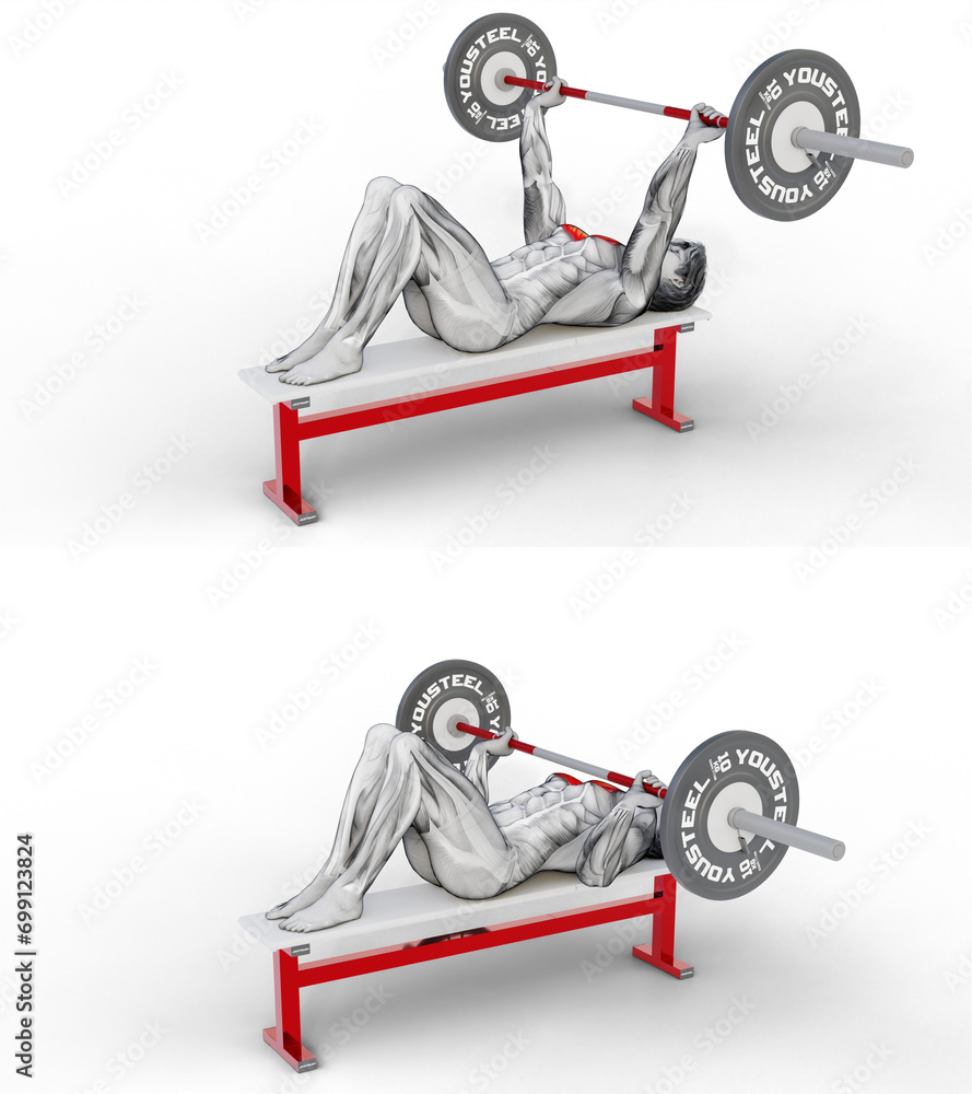 416 ChestBarbell Hooklying Bench Press. 3D Anatomy of fitness and