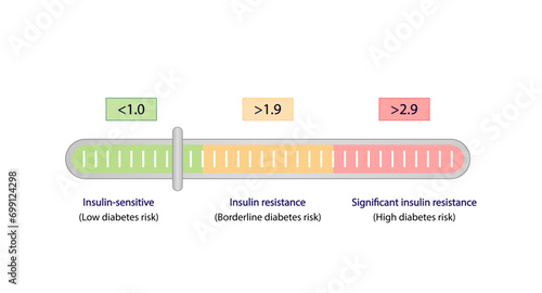 HOMA-IR (Homeostatic Model Assessment for Insulin Resistance).Low, Borderline and High diabetes risk. Insulin resistance. Vector illustration.