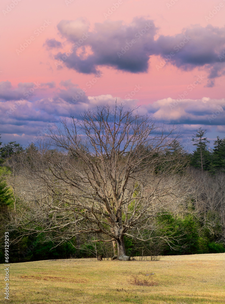 Lone tree in a meadow under a dramatic sky Lone tree in a meadow under a dramatic sky