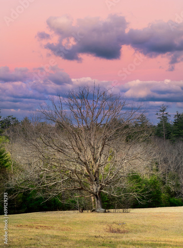 Lone tree in a meadow under a dramatic sky