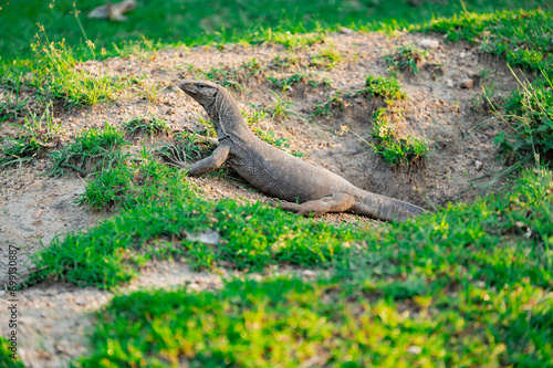 Water Monitor in Wilpattu National Park © Chris