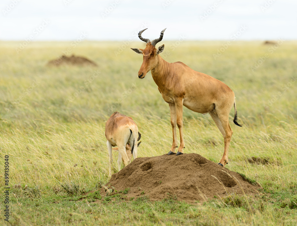 Closeup of Coke's Hartebeest (scientific name: Connochaetes taurinus or Closeup of Coke's Hartebeest (scientific name: Connochaetes taurinus or