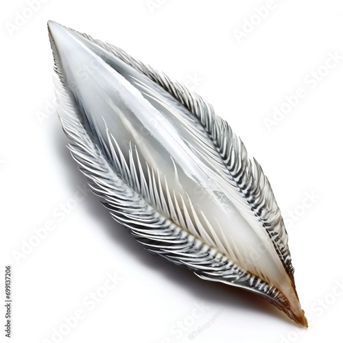 Feather of a bird isolated on a white background, studio