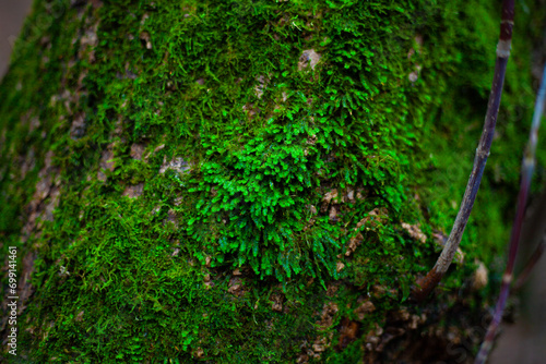 Lush green moss growing on a gnarled tree trunk in a forest