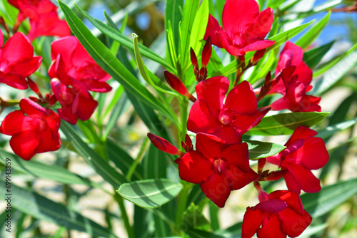 Tropical red flower on a branch with green leaves. Oleander close-up. Botanical garden. Natural background. Beauty in nature.	