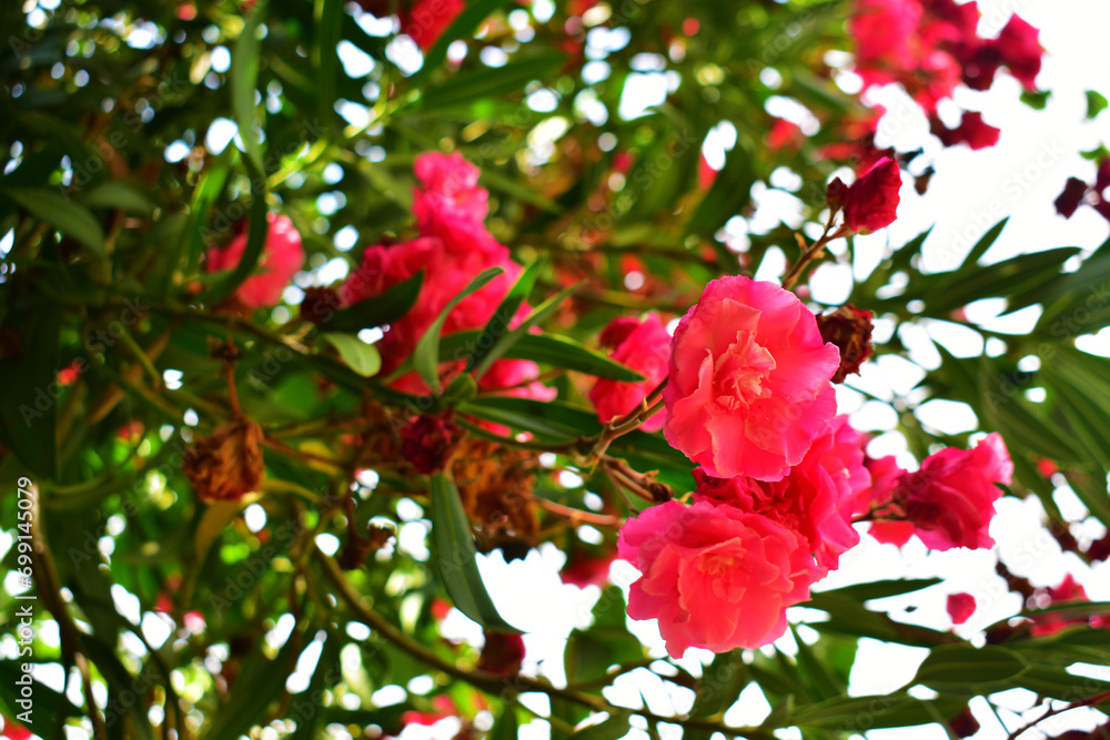 Tropical red flower on a branch with green leaves. Oleander close-up. Botanical garden. Natural background. Beauty in nature. Tropical red flower on a branch with green leaves. Oleander close-up. Botanical garden. Natural background. Beauty in nature.