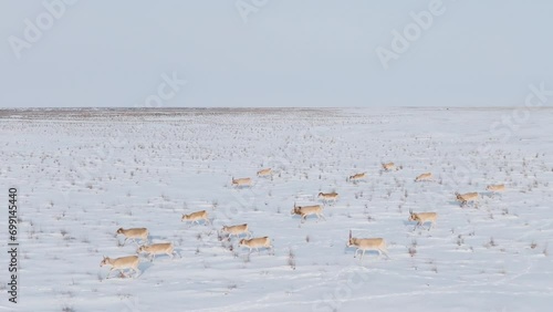 Saigas in winter during the rut. A herd of Saiga antelope or Saiga tatarica running in snow - covered steppe in winter. Antelope migration in winter. Walking with wild animals, slow motion video. photo