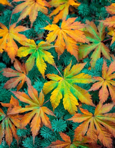 autumn leaves background