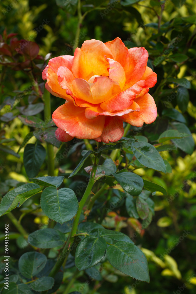 Una rosa anaranjada  en primer plano. Vista de frente. Formato vertical.