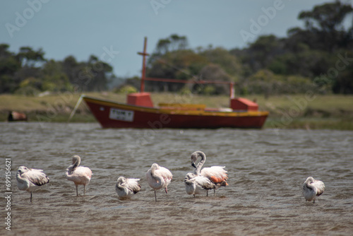 Wild flamingos, adults and young, in a stream in Uruguay