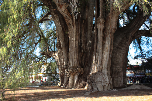 Arbol del tule in Oaxaca Mexico, a tree 2000 years old photo