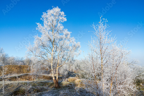 A silver birch tree covered in hoar frost after a receding mist on Rudge Hill Nature Reserve (Scottsquar Hill), Edge Common, Gloucestershire, England UK photo