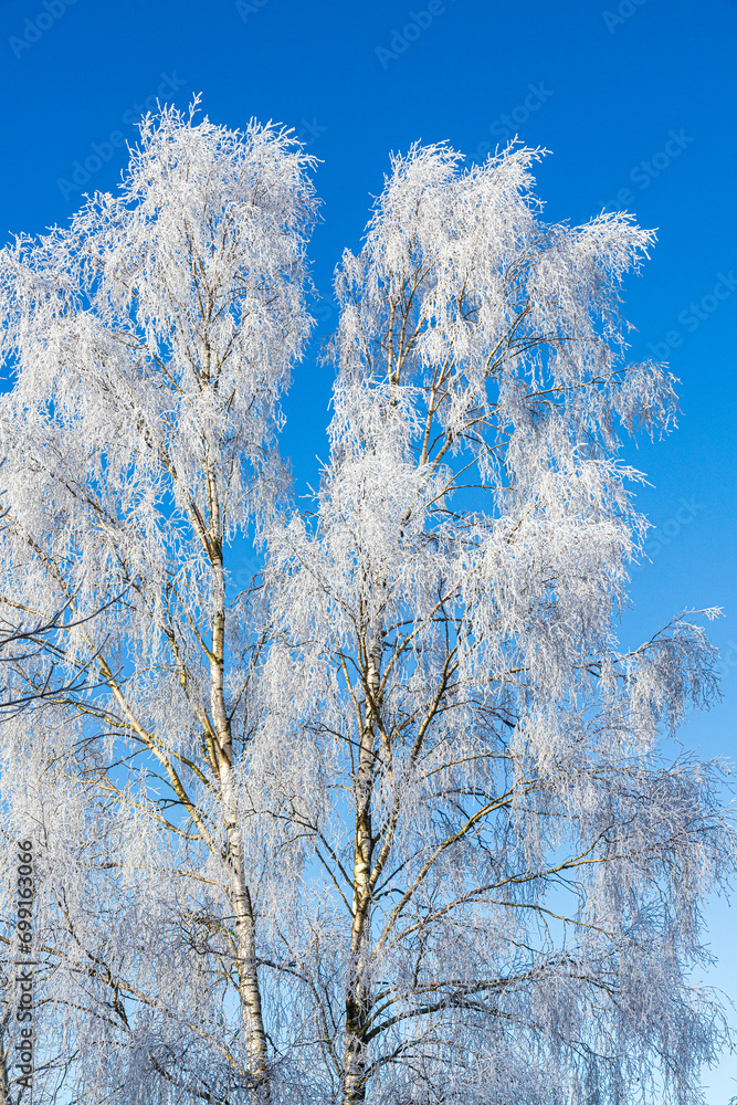 A silver birch tree covered in hoar frost after a receding mist on Rudge Hill Nature Reserve (Scottsquar Hill), Edge Common, Gloucestershire, England UK A silver birch tree covered in hoar frost after a receding mist on Rudge Hill Nature Reserve (Scottsquar Hill), Edge Common, Gloucestershire, England UK