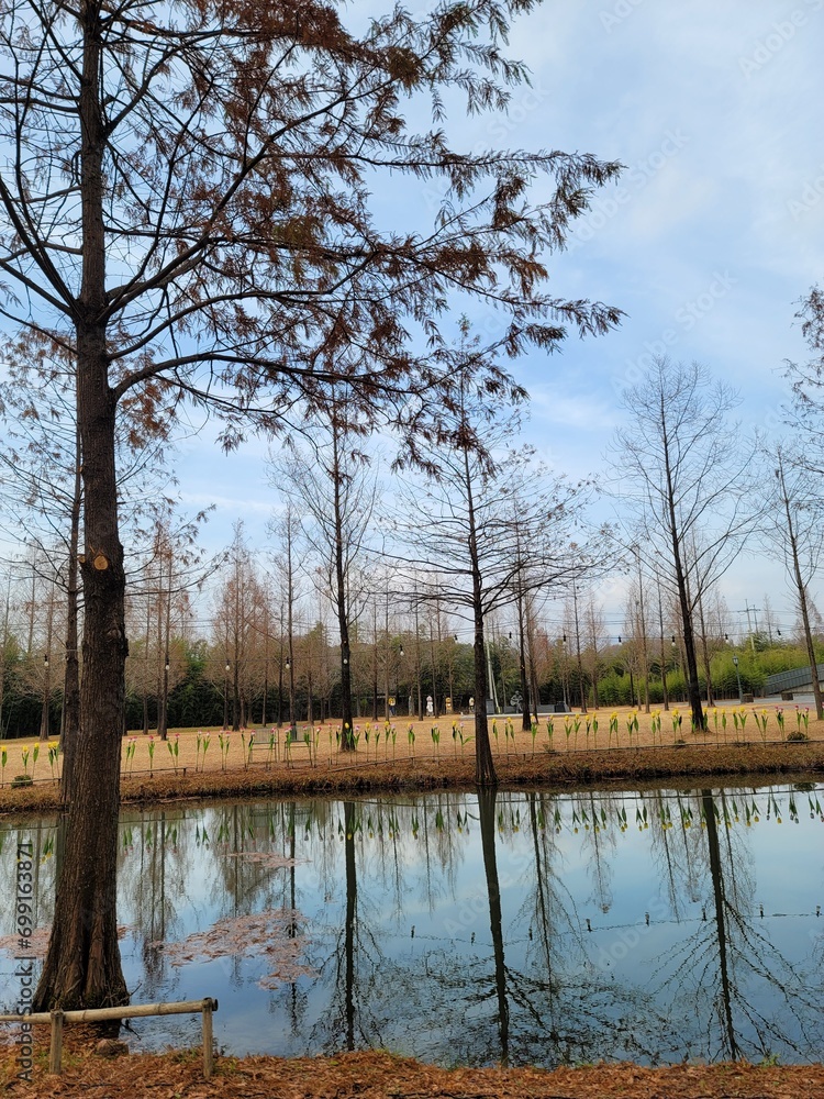 Obraz premium lake in the forest