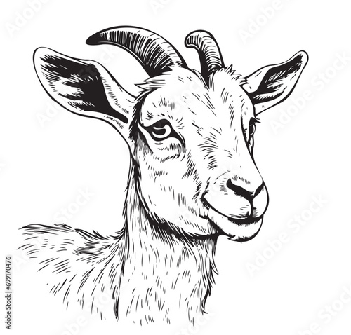 Farm goat kid hand drawn sketch Vector animals photo