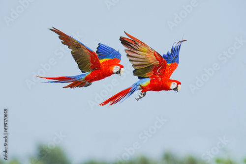 scarlet Macaw parrot  free frying 
