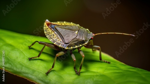 A stink bug perched on a leaf, its shield-like body in sharp focus.
