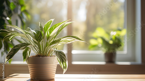 plant in a vase