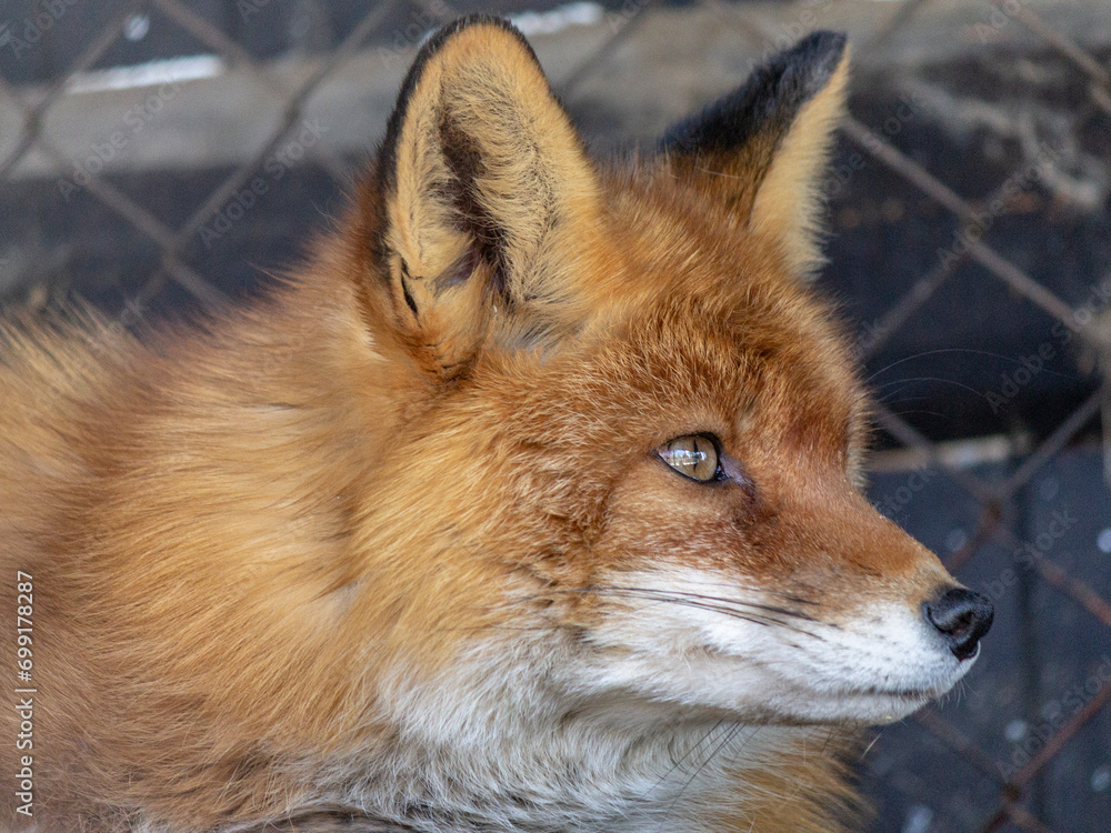 red fox vulpes red fox vulpes