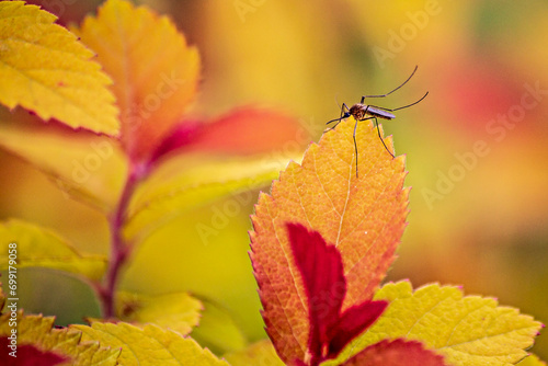 red and yellow autumn leaves and mosquito