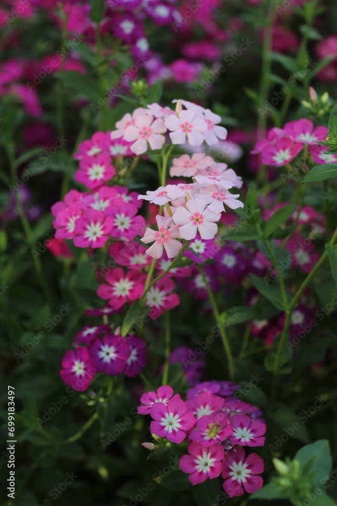 Pink flowers in the garden Pink flowers in the garden