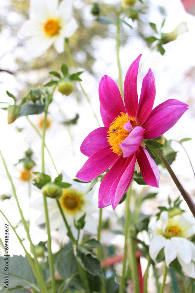 pink dahlia flower at the garden