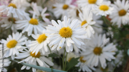 White and Yellow Daisy Flowers photo