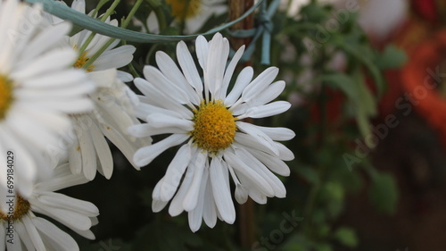 White and Yellow Daisy Flowers photo