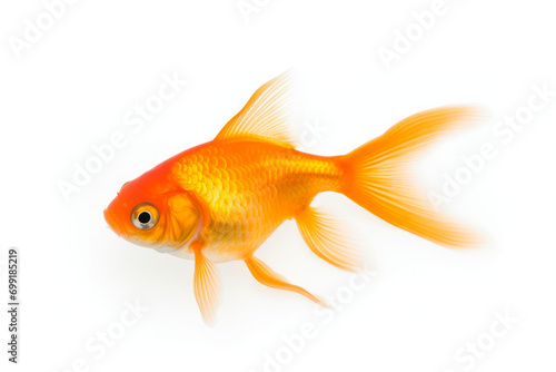 Radiant Goldfish on Pure White
