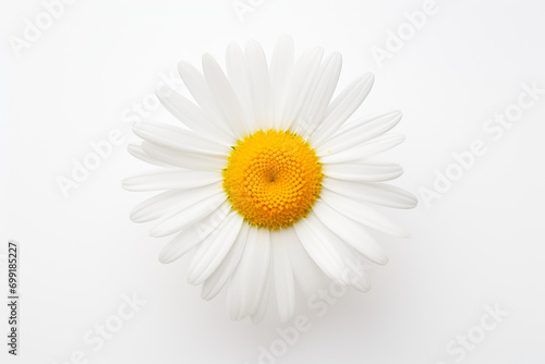 Delicate Dandelion on Pure White