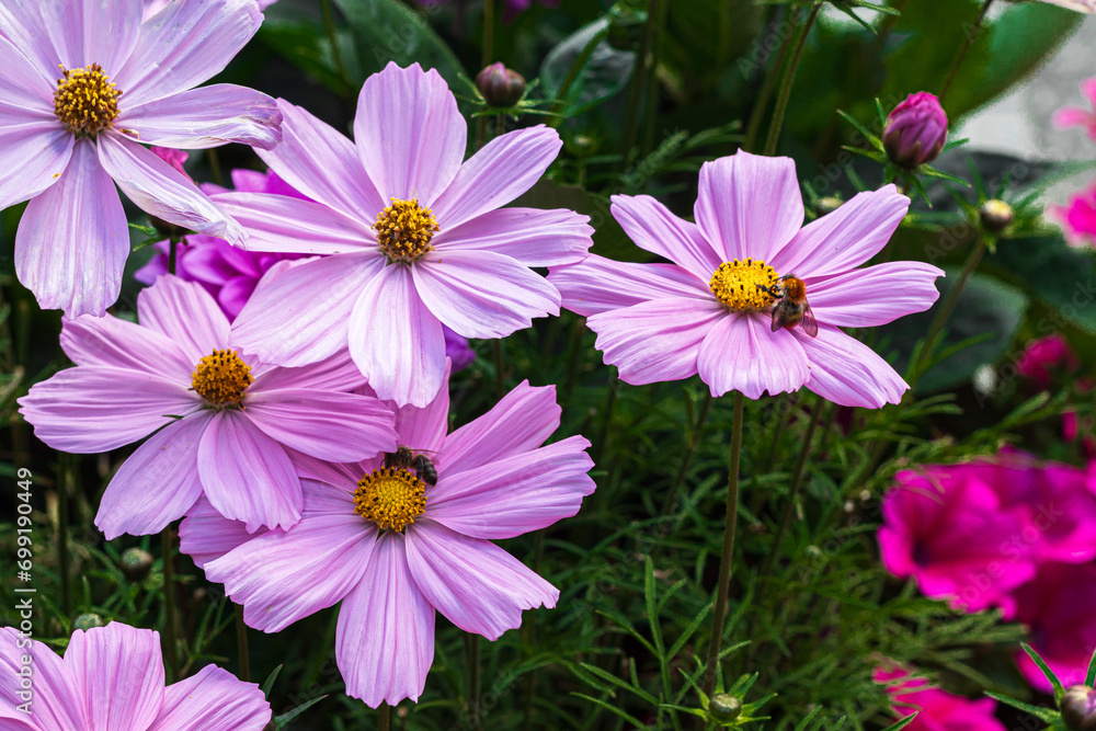 Obraz premium Pink flowers of cosmea (Cosmos bipinnatus) 