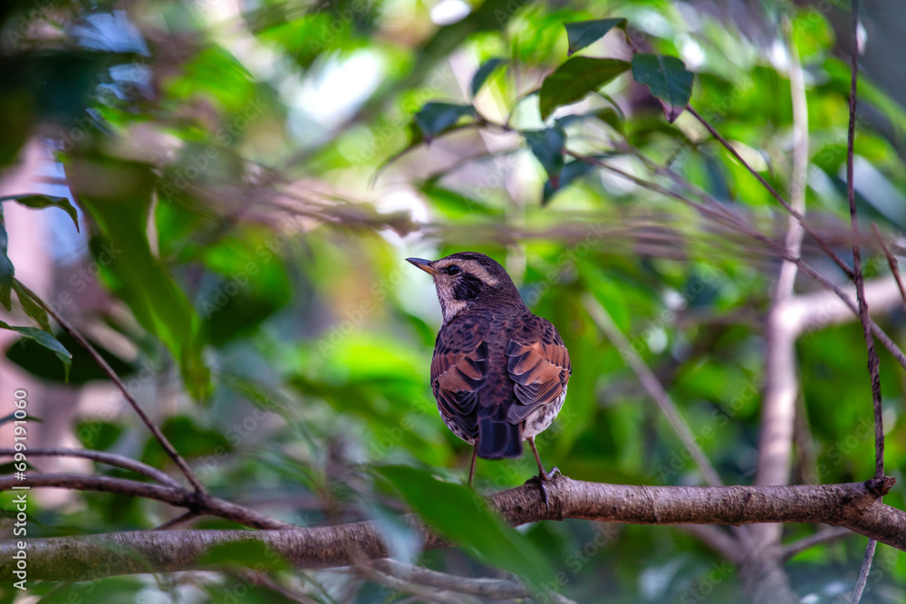 Dusky Thrush (Turdus eunomus) Outdoors Dusky Thrush (Turdus eunomus) Outdoors