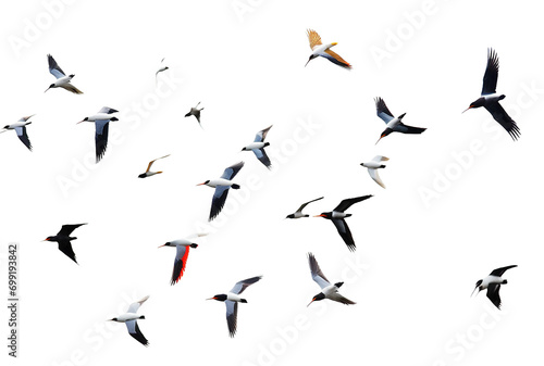 Flock of Birds: Set of Birds in Flight on Transparent Background , Ideal for Decorating Projects PNG format