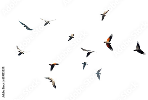 Flock of Birds: Set of Birds in Flight on Transparent Background , Ideal for Decorating Projects PNG format © Tarek