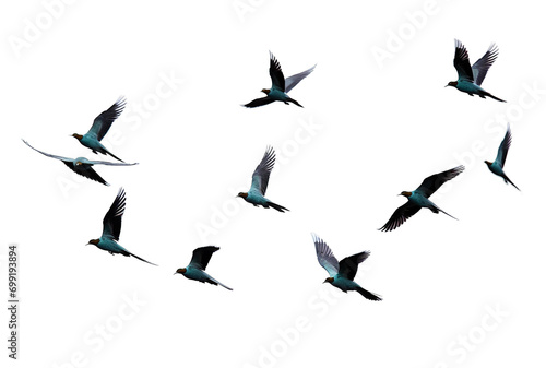 Flock of Birds: Set of Birds in Flight on Transparent Background , Ideal for Decorating Projects PNG format © Tarek