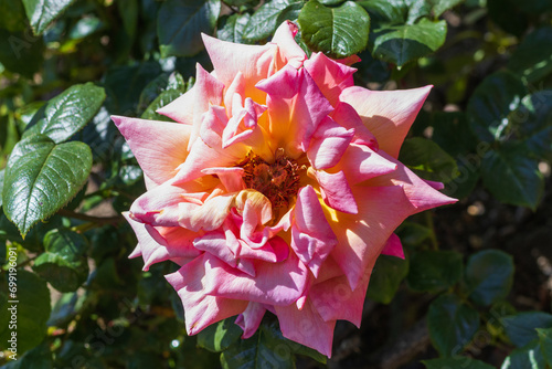 Pink flower in the sun