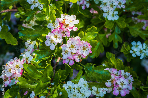 flowers in spring