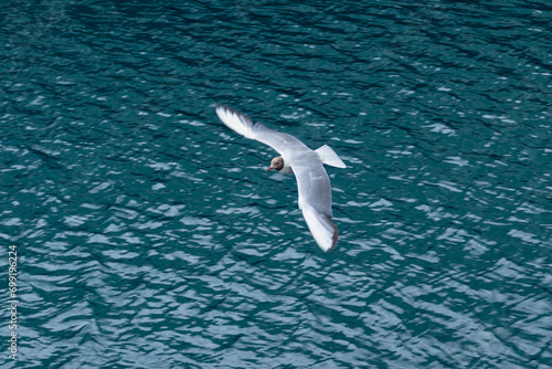 bird in flight