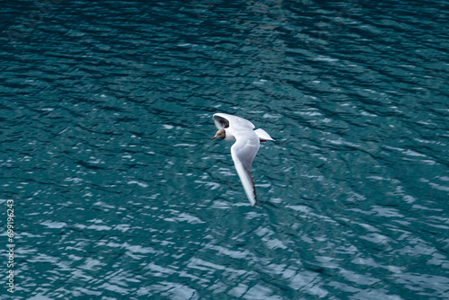 bird gliding over water