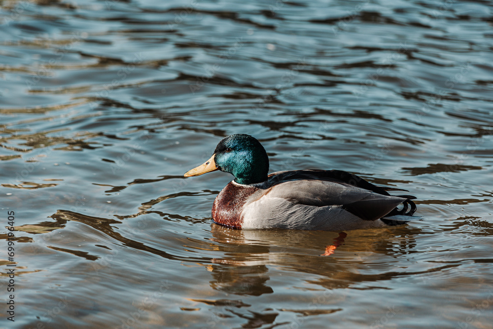 Obraz premium Patos na lagoa nadando