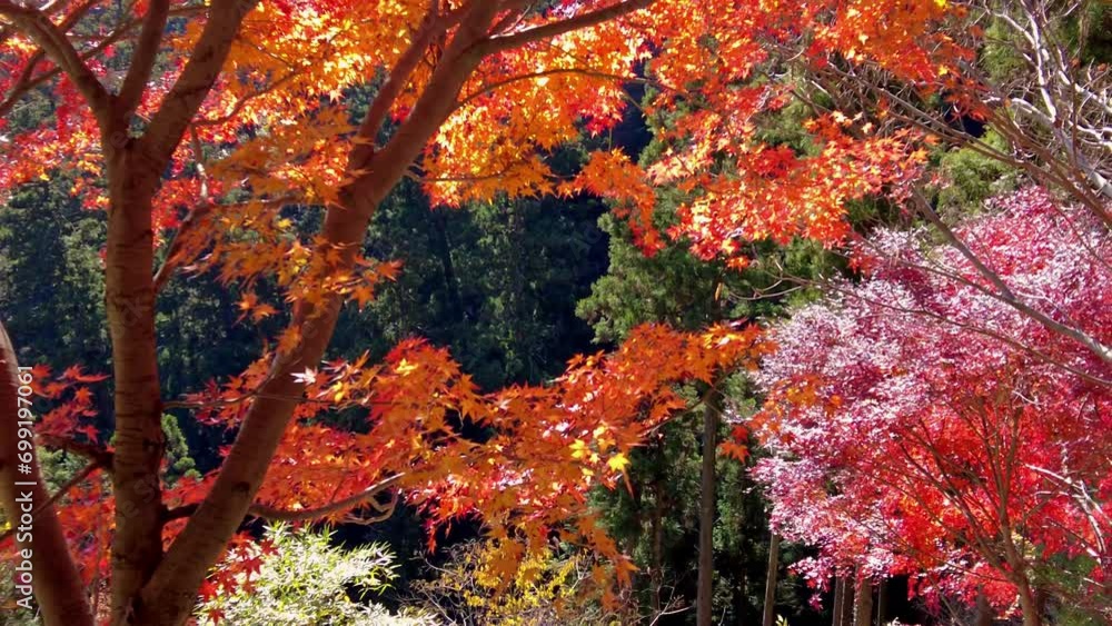 Mount Takao Day Trip: Explore Tokyo's Favorite Mountain Mount Takao Day Trip: Explore Tokyo's Favorite Mountain
