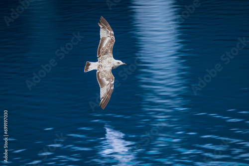 seagull on the water