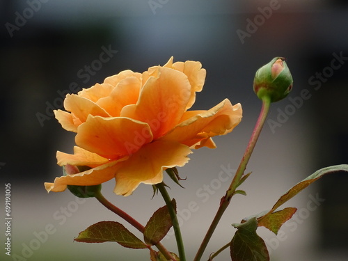 orange flower on a tree