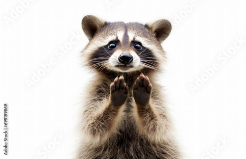 Funny raccoon portrait on a white background