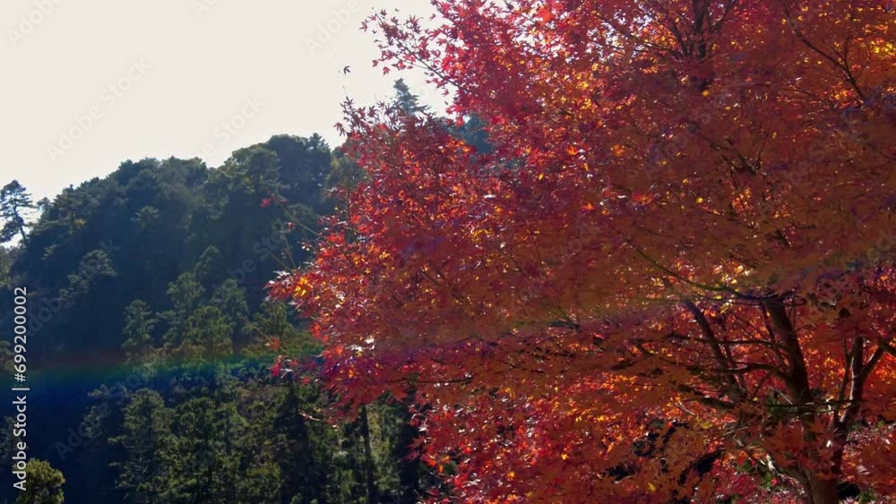Mount Takao Day Trip: Explore Tokyo's Favorite Mountain Mount Takao Day Trip: Explore Tokyo's Favorite Mountain