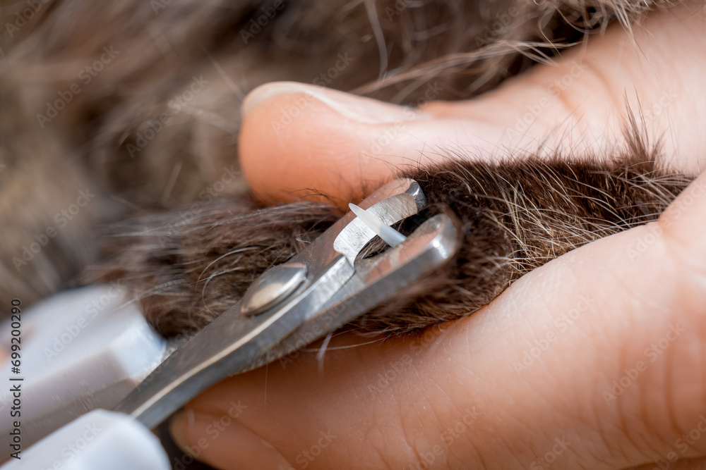Obraz premium Cutting cat claws with scissors. Close-up.