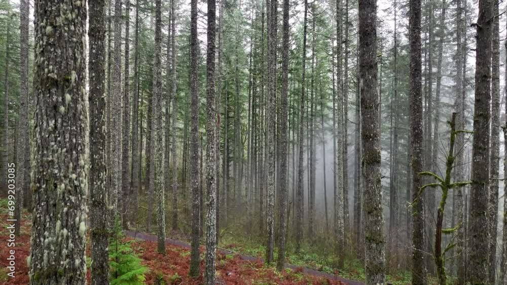A beautiful forest thrives in the moist, temperate climate of the Pacific Northwest, not far from Portland, Oregon. This scenic region is home to extensive forests, mountains, and rivers. A beautiful forest thrives in the moist, temperate climate of the Pacific Northwest, not far from Portland, Oregon. This scenic region is home to extensive forests, mountains, and rivers.