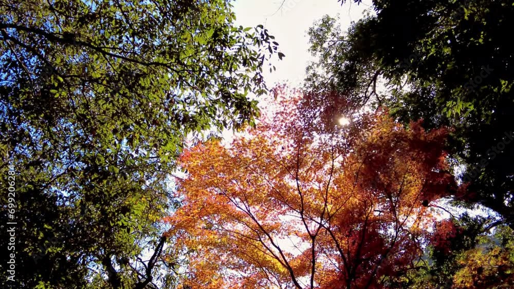 Mount Takao Day Trip: Explore Tokyo's Favorite Mountain Mount Takao Day Trip: Explore Tokyo's Favorite Mountain