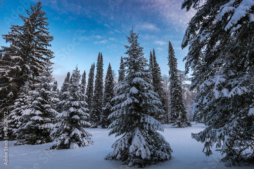 tall fir trees in the snow in the forest in winter against a background of blue sky with clouds