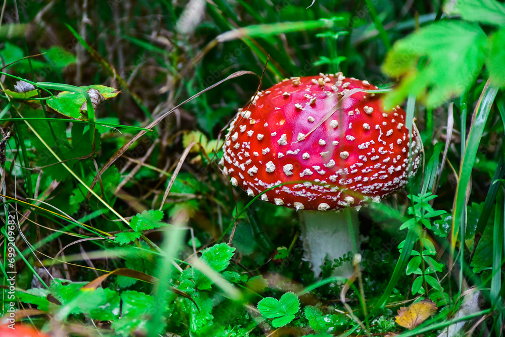 Forest mushrooms poisonous fly agaric summer day botany walk through the forest red mushroom. Forest mushrooms poisonous fly agaric summer day botany walk through the forest red mushroom.